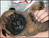Puppies 1-3 weeks - Pennut 1-3 viikkoa